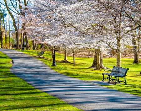 spring in the park